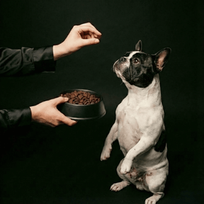 Croquettes sans céréales agneau élevé à l'herbe pour chien adulte