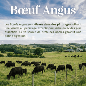 Croquettes sans céréales bœuf angus chien adulte