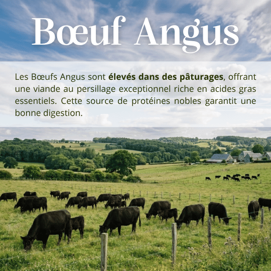 Croquettes sans céréales bœuf angus chien adulte