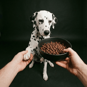 Croquettes sans céréales bœuf angus chien adulte