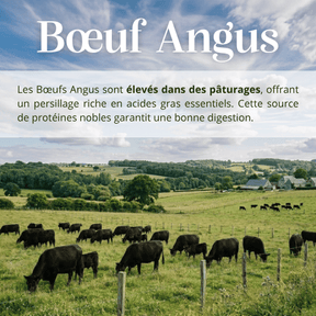 Croquettes sans céréales 65% Bœuf Angus - Chiens petites races - Dans Ma Gamelle