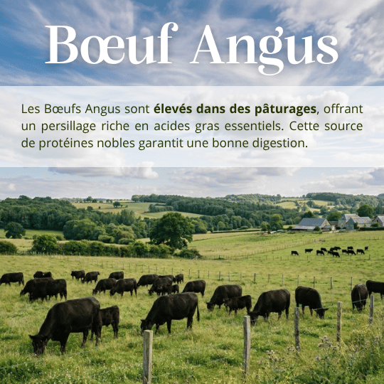 Croquettes sans céréales 65% Bœuf Angus - Chiens petites races - Dans Ma Gamelle