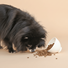 Croquettes pour chien petite race au saumon sans céréales