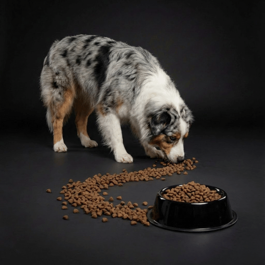 Croquettes sans céréales 65% Saumon d'Ecosse - Chiens moyennes races - Dans Ma Gamelle