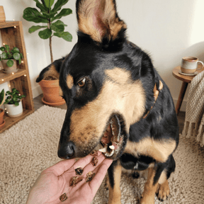 Cubes poumons de bœuf - Chiens et chats