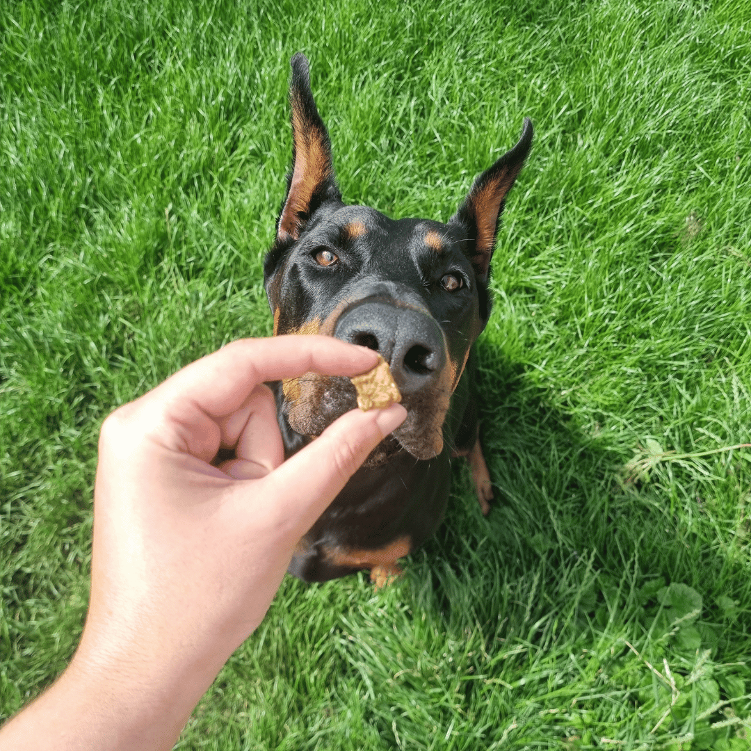 Cubes de Saumon - Chiens et Chats