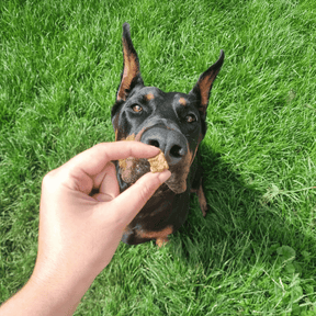 Cubes de Saumon - Chiens et Chats