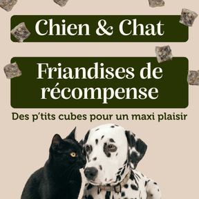 Cube saumon friandises chien chat récompense éducation