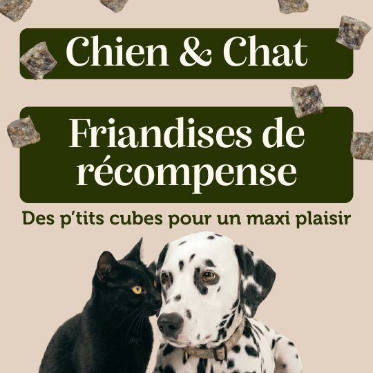Cube saumon friandises chien chat récompense éducation