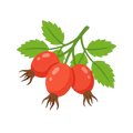 Cynorrhodon