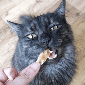 Filets de poulet pour chat friandise naturelle appétante