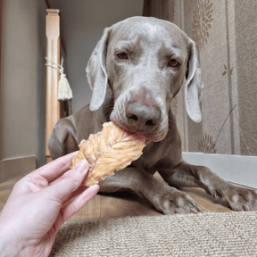 Filets de poulet pour chien friandise naturelle appétante