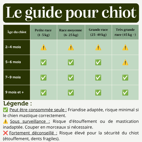 Groin de cochon soufflé friandise chien mastication canine naturelle chiot