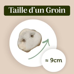 Groin de cochon soufflé friandise chien mastication canine naturelle