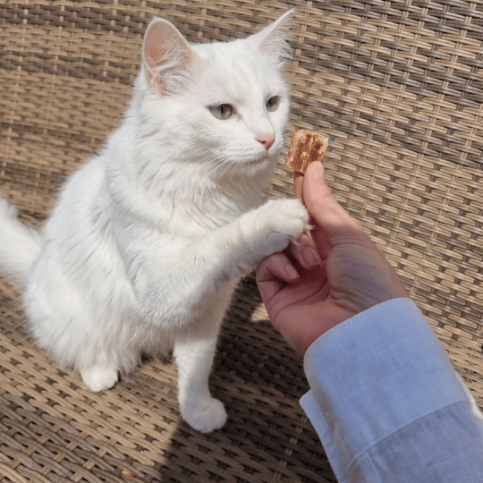 Lamelles de Sanglier - Chiens & Chats