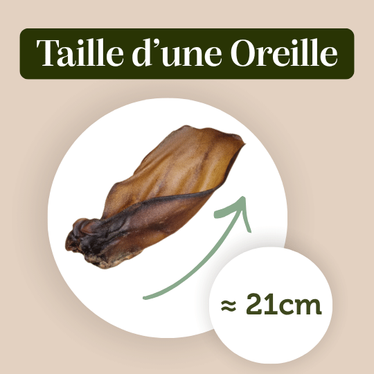 Oreille de bœuf