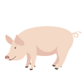 Le Porc