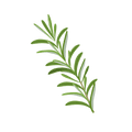 Le Romarin