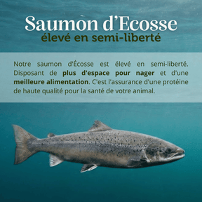 Croquettes sans céréales 65% Saumon d'Ecosse - Chiens moyennes races - Dans Ma Gamelle