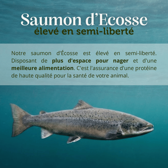 Croquettes sans céréales 65% Saumon d'Ecosse - Chiens moyennes races - Dans Ma Gamelle