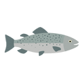 Le Saumon