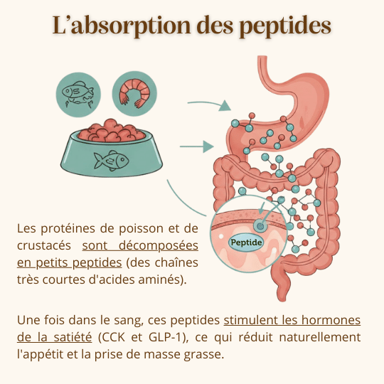 Peptides croquettes contrôle du poids et articulation chien adulte
