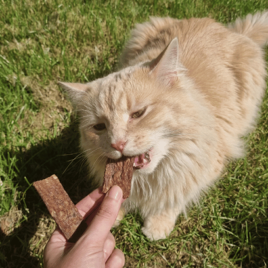 Lamelles de Venaison - Chiens et Chats