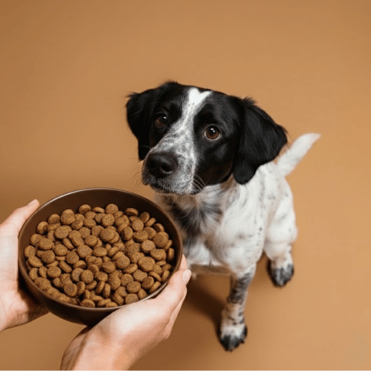 Croquettes sans céréales à la Dinde - Chiens moyennes races - Dans Ma Gamelle