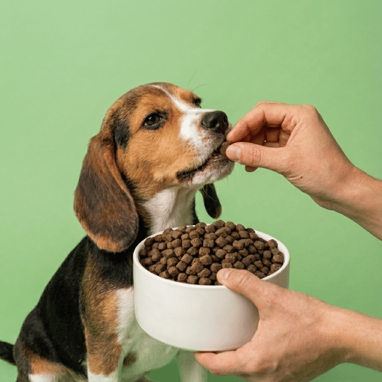 croquettes chiot sans céréales poulet et saumon