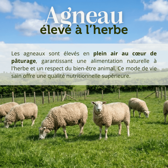 Croquettes sans céréales 65% d'Agneau Elevé à l'herbe - Chien Moyenne race