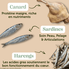 Croquettes sans céréales - Canard et Sardines pour chat stérilisé et sénior