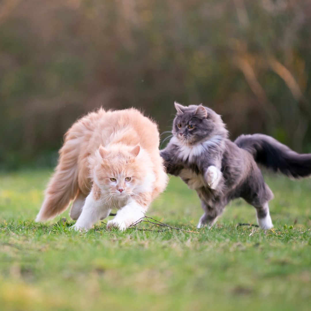 Croquette chat stérilisé