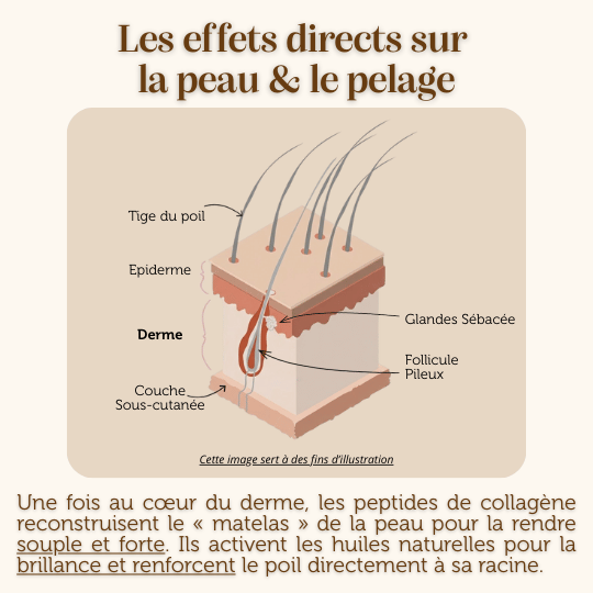 Croquettes Peptides sans céréales : Soins de la peau et du pelage - Chien Adulte