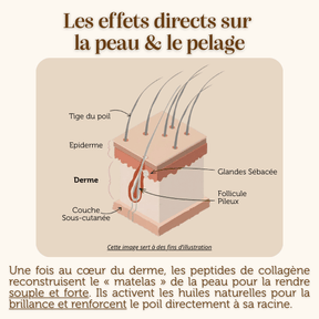 Croquettes sans céréales : Soins de la peau et du pelage - Chien Adulte