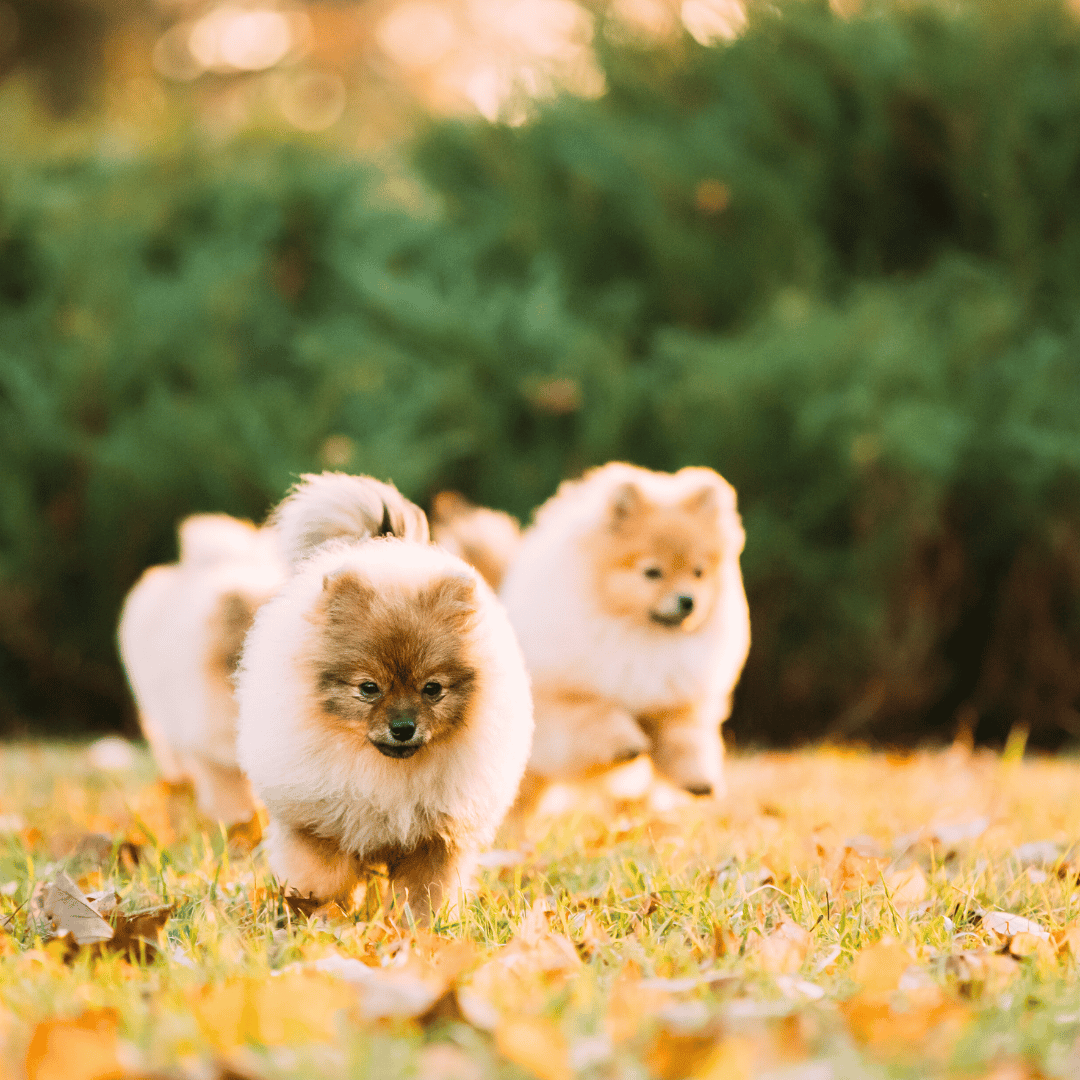 Croquette chien stérilisé