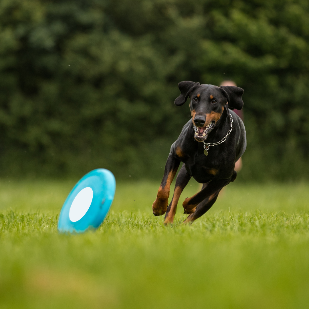 croquettes sans céréales pour dobermann