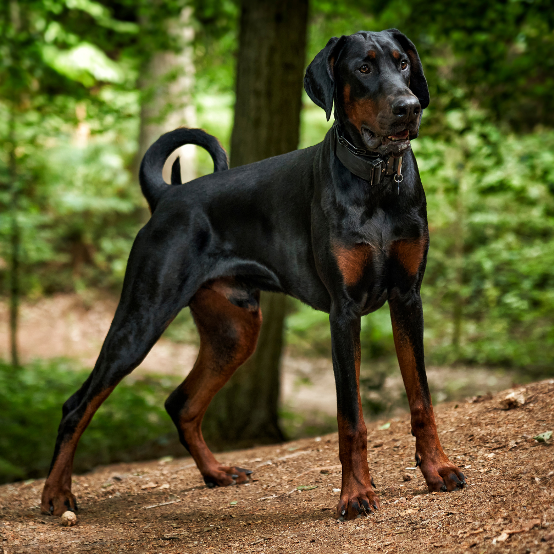 croquettes sans céréales pour dobermann