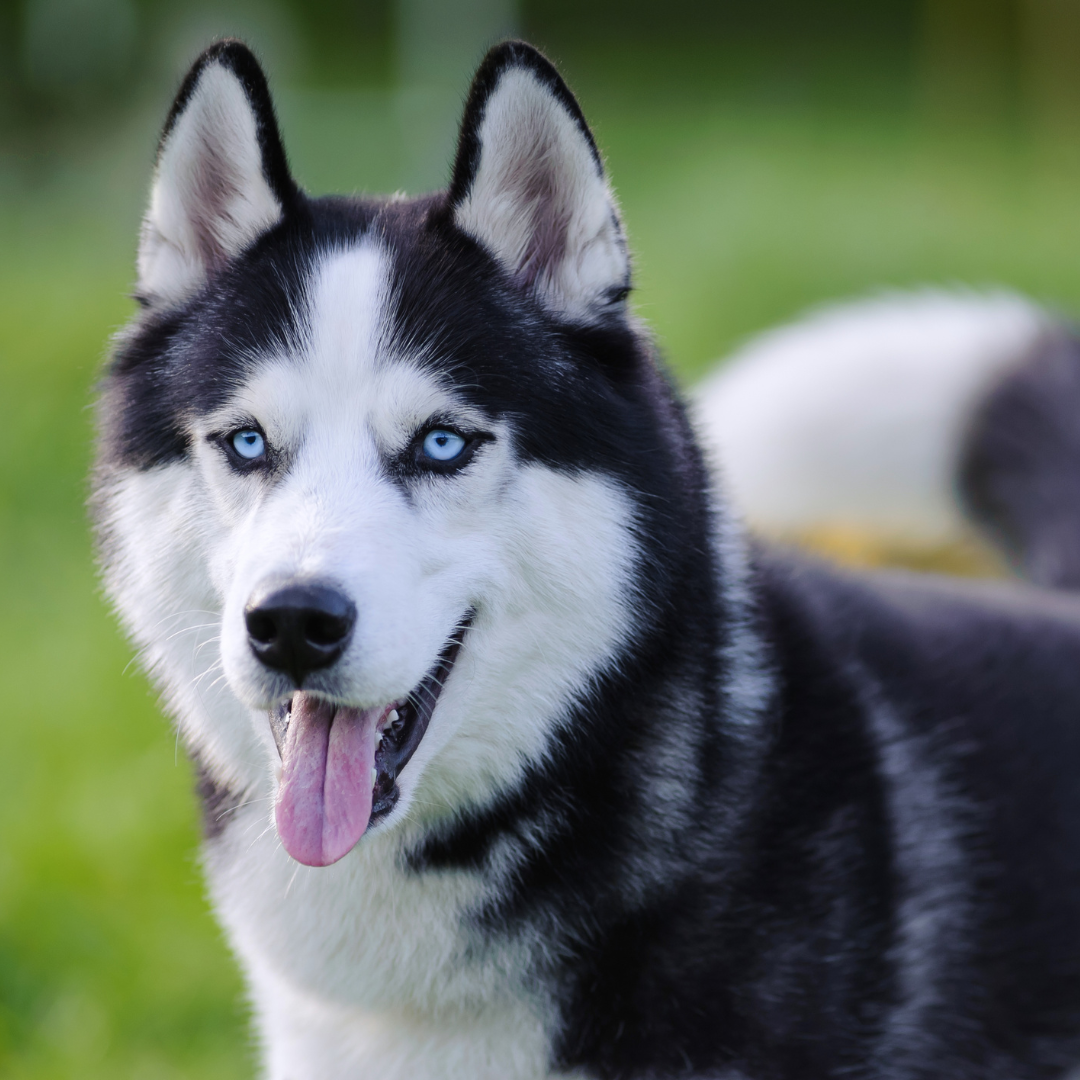 croquettes sans céréales pour Husky