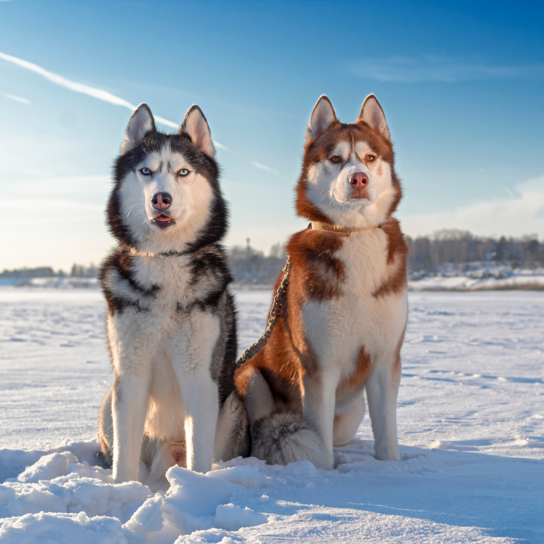 croquettes sans céréales pour Husky