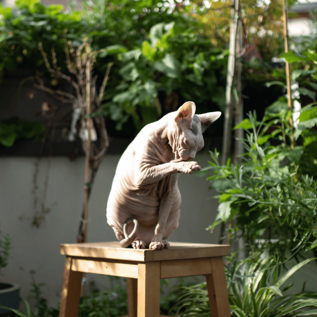 Croquettes hypoallergéniques chat