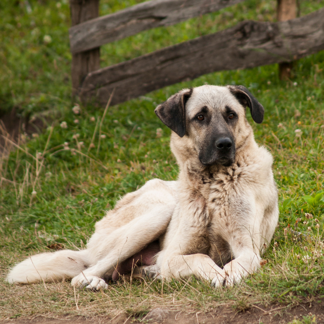 croquettes sans céréales pour Kangal