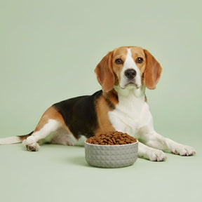 Croquettes sans céréales à l'Agneau - Chiens moyennes races