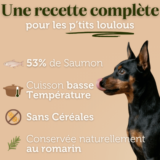 Croquettes sans céréales au Saumon - Chiens petites races - DansMaGamelle