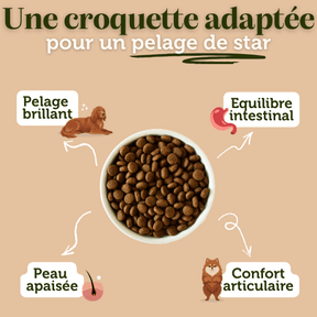 Croquettes sans céréales au Saumon - Chiens petites races - DansMaGamelle