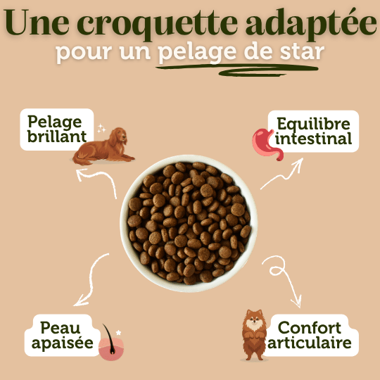 Croquettes sans céréales au Saumon - Chiens petites races - DansMaGamelle