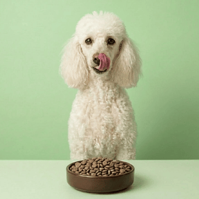 Croquettes sans céréales au Porc - Chiens moyennes races