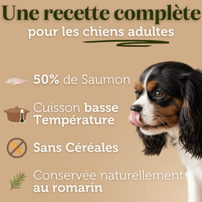 Croquettes sans céréales au Saumon - Chiens moyennes races - Dans Ma Gamelle