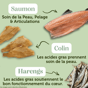Croquettes sans céréales au Saumon et Colin - Chats adultes et séniors - DansMaGamelle