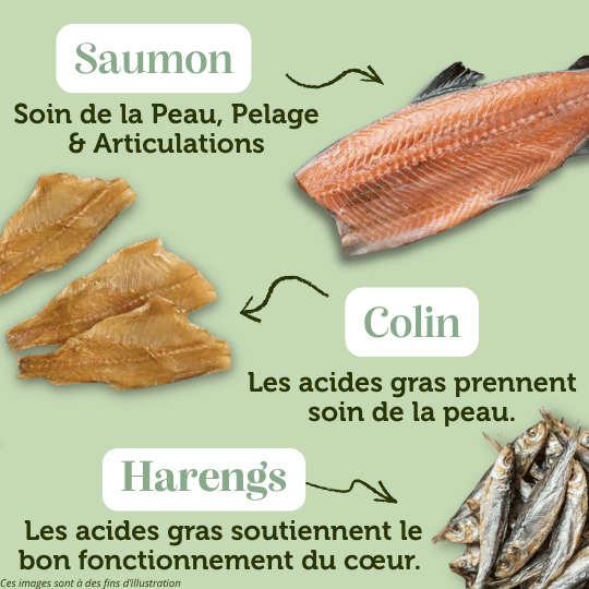 Croquettes sans céréales au Saumon et Colin - Chats adultes et séniors - DansMaGamelle