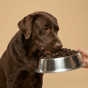 Croquettes sans céréales au saumon pour chien adulte de taille moyenne